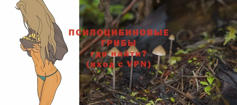 Галлюциногенные грибы Psilocybe  KRAKEN ссылка  Володарск  как найти наркотики 